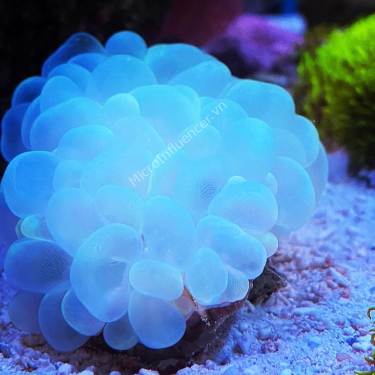 San Hô Trứng Mực (Bubble Coral)
