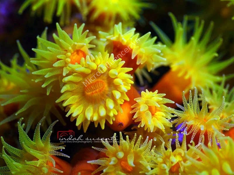 Môi trường sống tự nhiên của San Hô Sun Coral trong đại dương