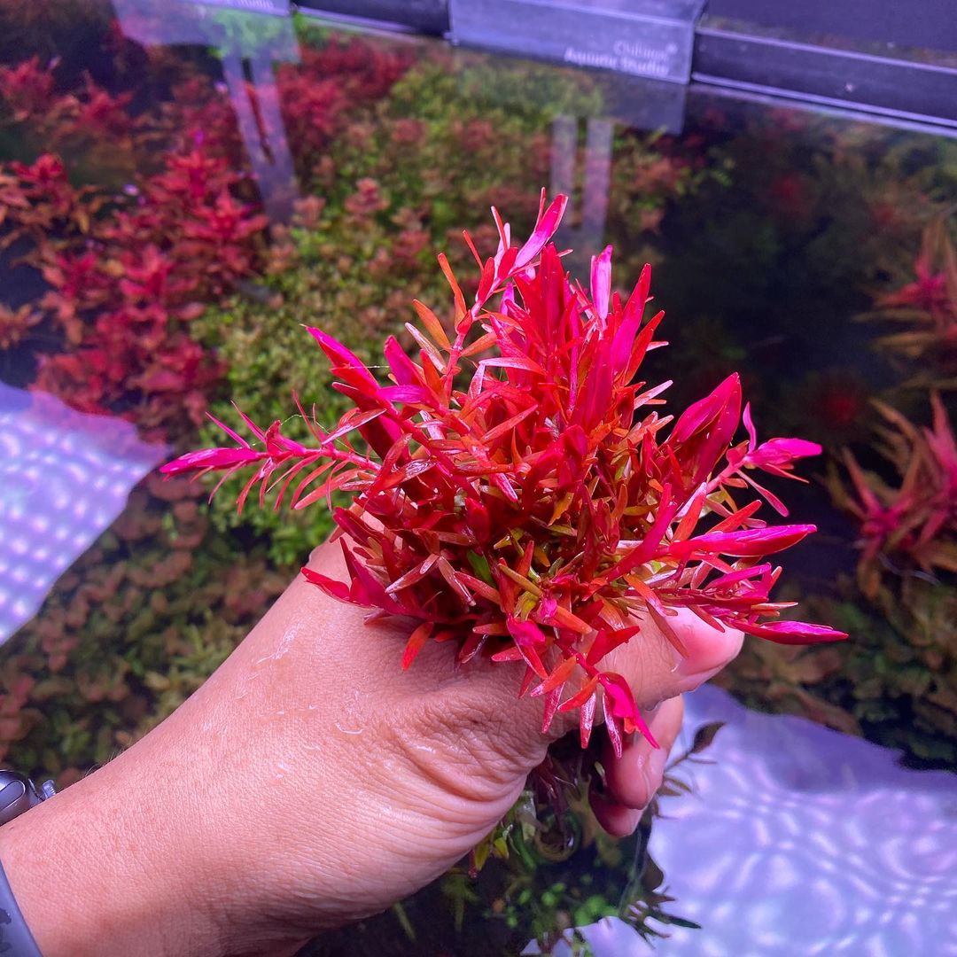 Giới thiệu về cây thủy sỉnh vẩy ốc siêu đỏ colorata